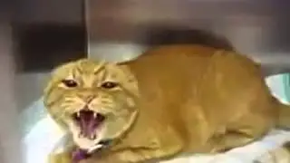 Самый злой кот   Смешное видео