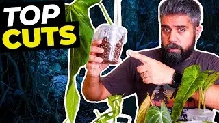6 PLANTS GET THE CHOP – New TOP CUT Technique!