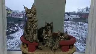Kittens maine coon for Sale | Kittens maine coon Videos