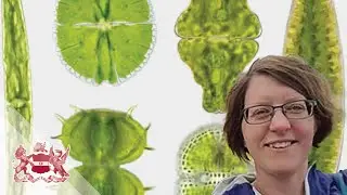 Desmid Algae: Jewels in the Bog | Jo Wilbraham