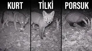 (BÖLÜM 2) Fotokapan görüntülerimiz EKİM-KASIM 2020 (domuz,tilki,sansar,kurt,çakal,porsuk,sincap)