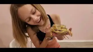 Покупка нового питомца - Bearded Dragon