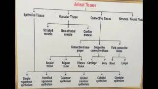 Animal tissues @chart