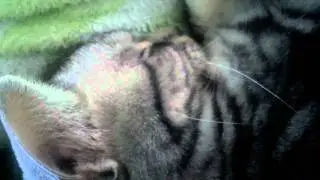 ren snoring