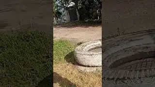 Лось в черте города Самара