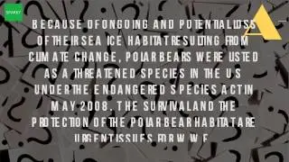 Why Polar Bears Are Going Extinct?