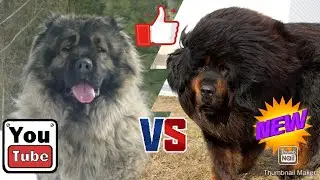Кавказская овчарка против тибетского мастифа-КТО ПОБЕДИТ//батл собак//(A.B.B)