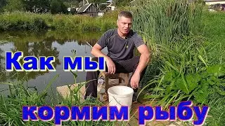 Как мы кормим рыбу. Пруд в деревне своими руками... Часть 15