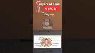 Mnemonic ⚠️ Layers of penis📢❗️ #youtubeshorts #viral #trending #video #neet #study #subscribe