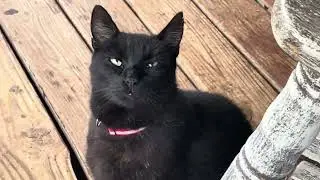 Cats always lead to Dogs