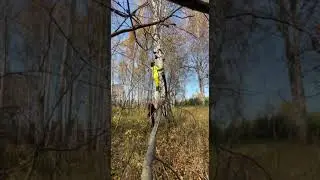 Как мы добываем чагу 🫶 Октябрь 2023
