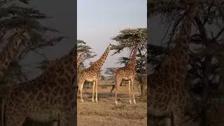 Giraffe: The tallest animal
