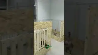питовнек брат эржана масква