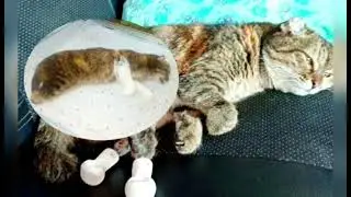 The cat was doused with water and left alone in the terrible cold...