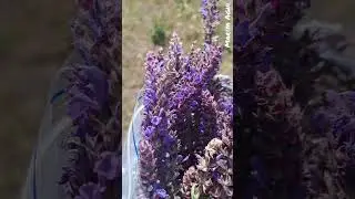 Будни ведьмы #МарияАгни сбор трав