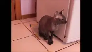 Говорящий кот