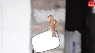 Amazing Most Beautifull Sparrow Video