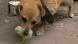Maternal Instinct. Материнский инстинкт