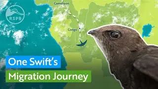One Swift's Migration Journey | RSPB