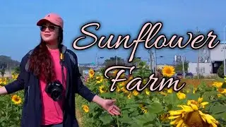 Sunflower Farm at Hsinchu | DJI Osmo Pocket | Cinematic B roll | Pasyalan sa Taiwan