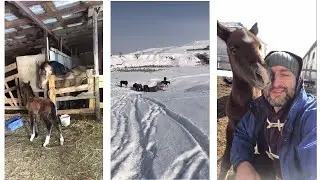 Жеребёнок знакомиться с отцом.