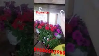 торговля цветами Иркутск 89086553950 Елена