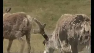 Сибирская язва на ямале