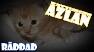 Kattungen Azlan