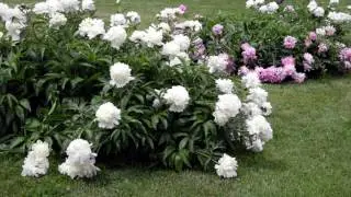 Flower Inspection on a Cloudy Day