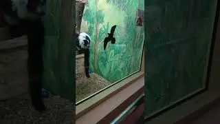 Общительный лемур и вполне разумный