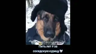 #курочка #сосед  #наган #срок #этап @clubumora  @shimonnvan