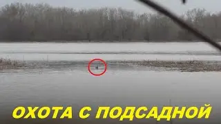 Открытие весенней охоты на селезня. Первая выезд с подсадной на Волгу / MAX HUNTER