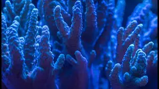 Lab for Fluid Dynamics in Nature