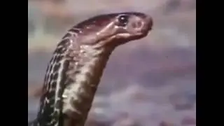 МАЛЕНЬКИЕ ЛЕОПАРДЫ ЗАЩИЩАЮТСЯ ОТ КОБРЫ!!!!!!!!!!!!!!!!!!