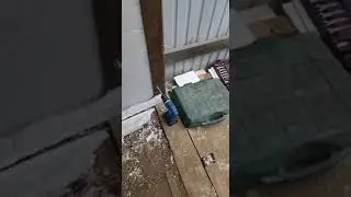 МЫШИ УЖЕ НИЧЕГО НЕ БОЯТСЯ