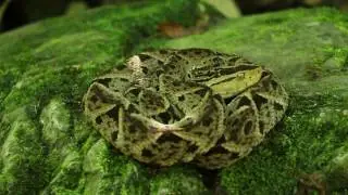 Bothrops asper 2