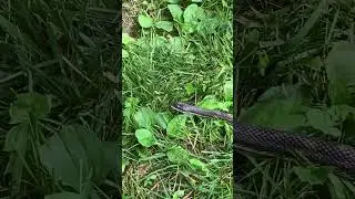 Nice Eastern Rat Snake