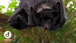 Durrell Bat Tunnel Renovation.
