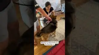 Dog meets his baby brother 🥹