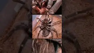 Spider Changing Skin.