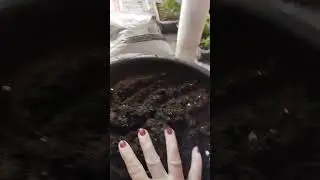 пикировка перца
