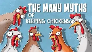Exploring the Myths of Chicken Keeping
