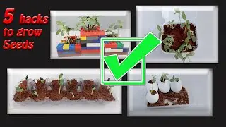 5  Hacks to Grow Seeds easily at home using common things.