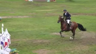 Ascot des Ifs - Champion de France des Hongres et Mâles de 6 ans