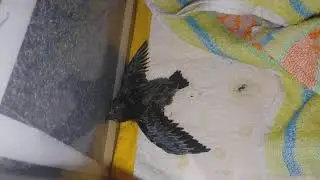 Стрижи    20190703 015024