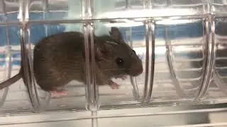 Новости из мышариума! Мышонок оказался самцом.