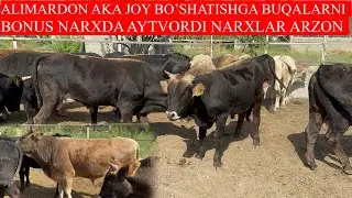 ALIMARDON ALA JOY BO’SHATISHGA BUQALARNI TEKINDAY QIVORDI NARXLARNI JUDA ARZON AYTDI