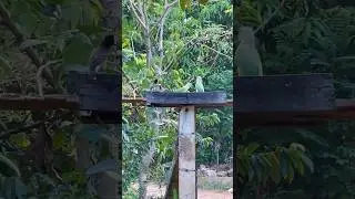 A Fascinating Look at Birds Eating #12promax #nature #birds #shorts