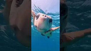 LET’S PROTECT SEA TURTLES #trevel