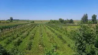 Про збір лохини 15.08.23.р